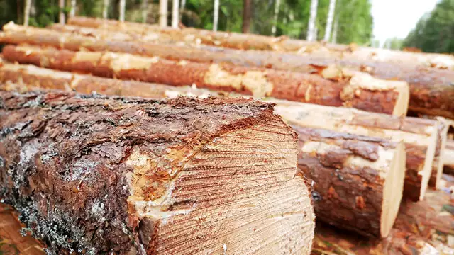 Dispens felmärkt virke