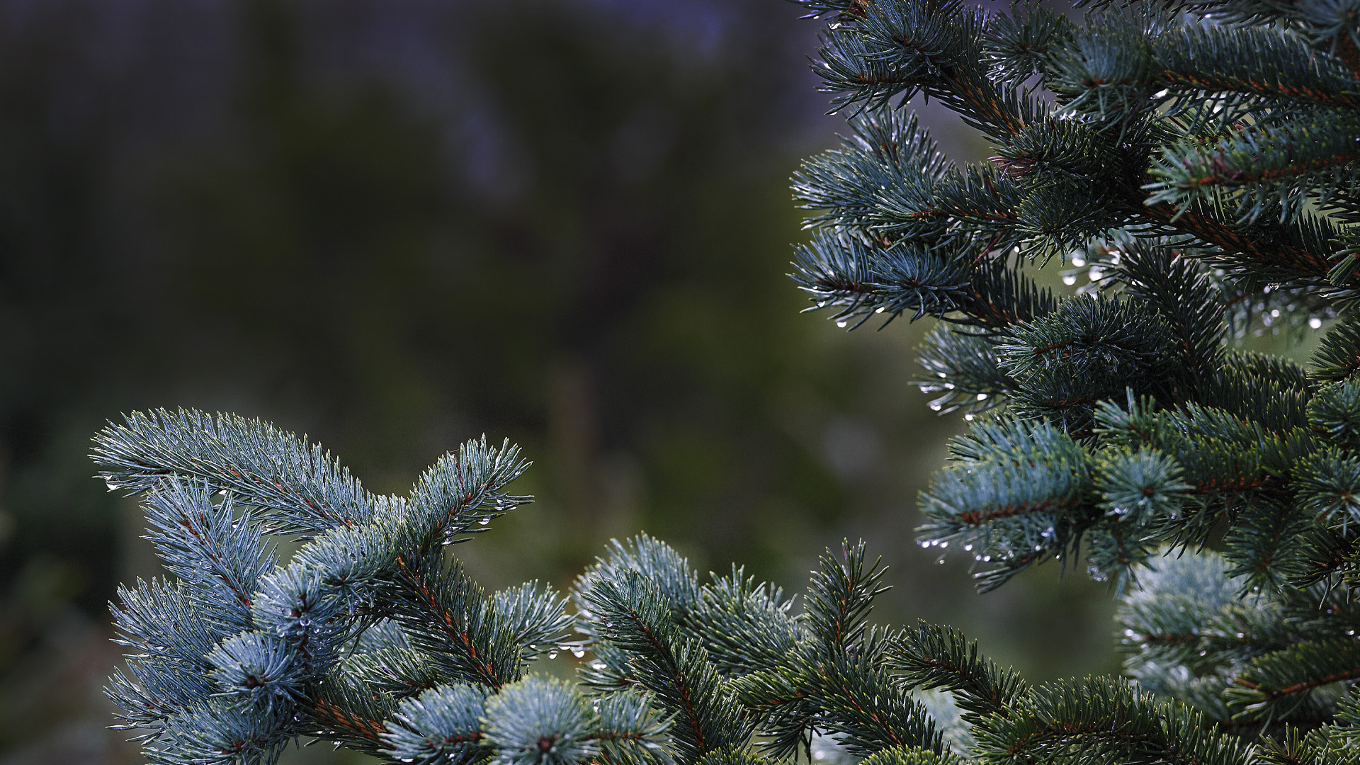 Viktig information om avskogningsförordningen (EUDR)