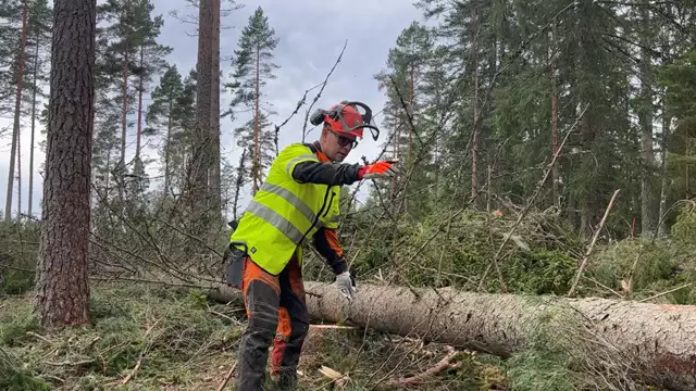Aptering och virkestillredning för skogsägare