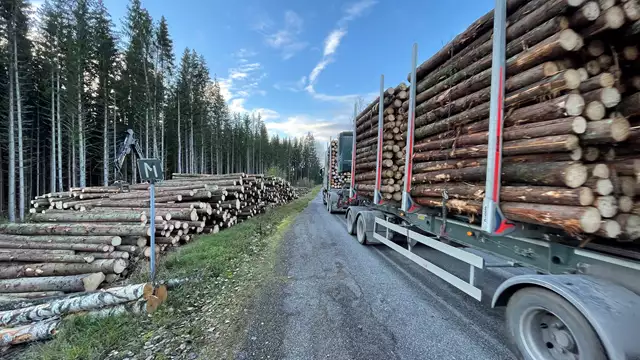Virkeskörkortet